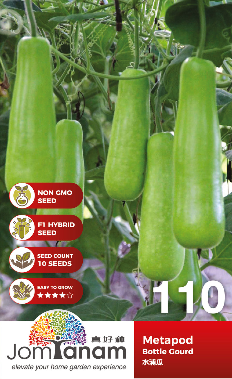 F1 Bottle Gourd Metapod