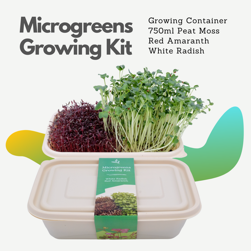Microgreens Growing Kit with Red Amaranth and Radish