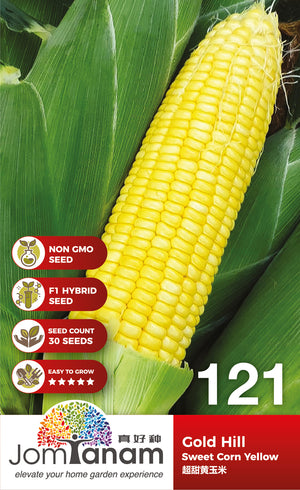 F1 Sweet Corn Yellow Gold Hill