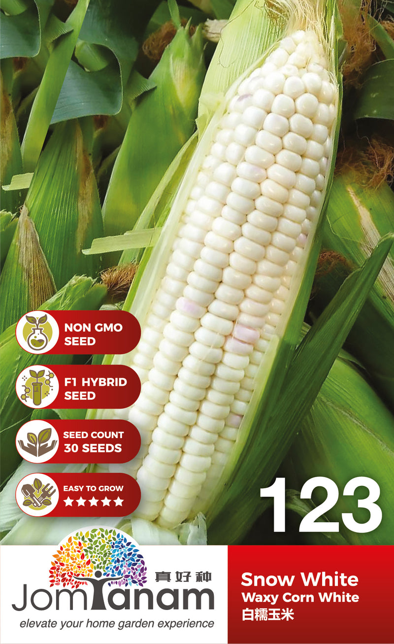 F1 Waxy Corn White Snow White