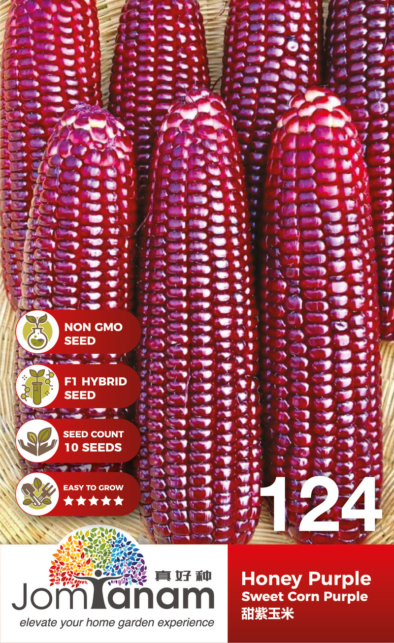 F1 Sweet Corn Purple Honey Purple