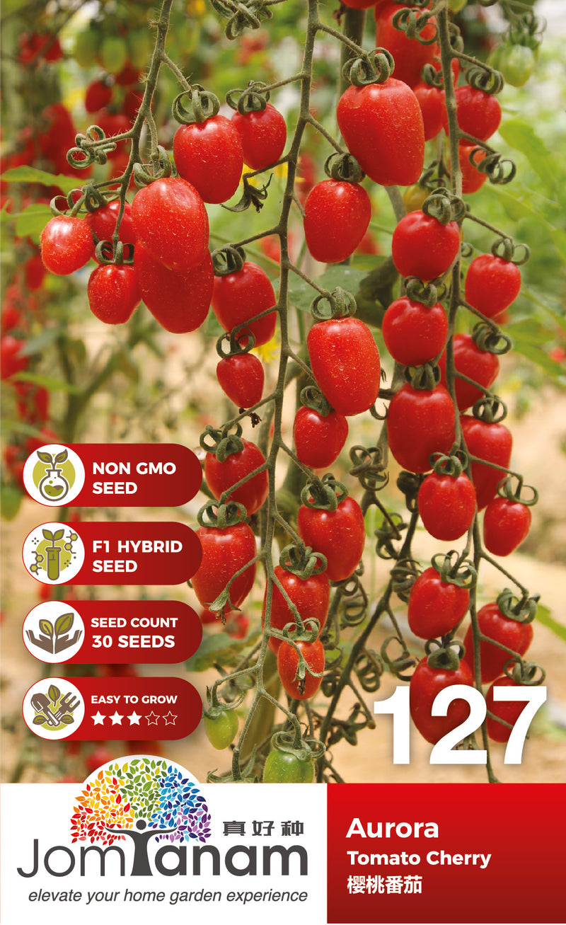 F1 Tomato Cherry Aurora