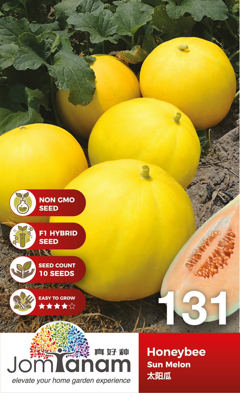 F1 Sun Melon Honeybee