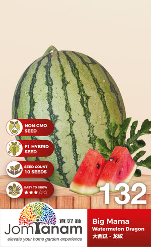 F1 Watermelon Dragon Big Mama