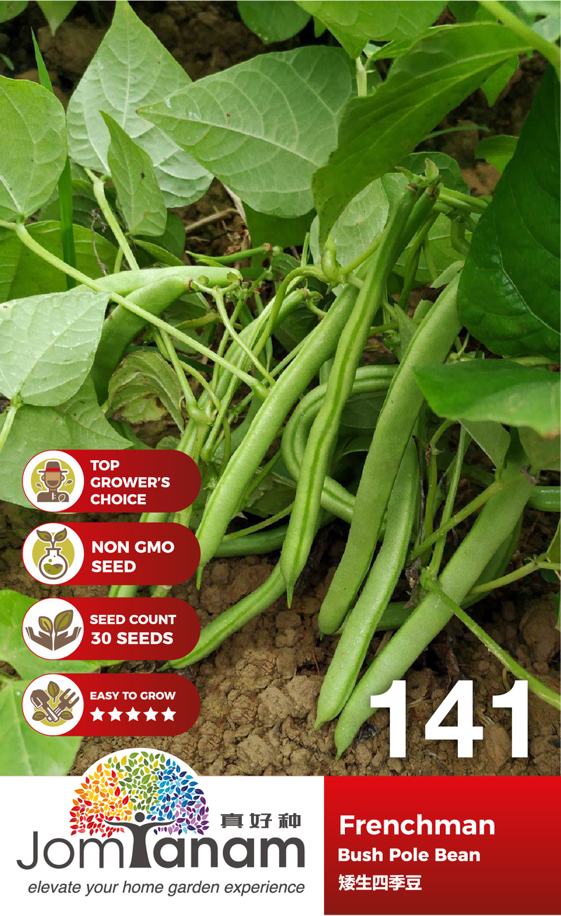 Bush Pole Bean Frenchman 141