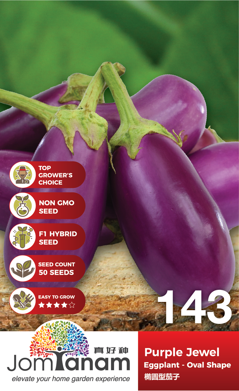 F1 Eggplant Oval Sape Purple Jewel 143