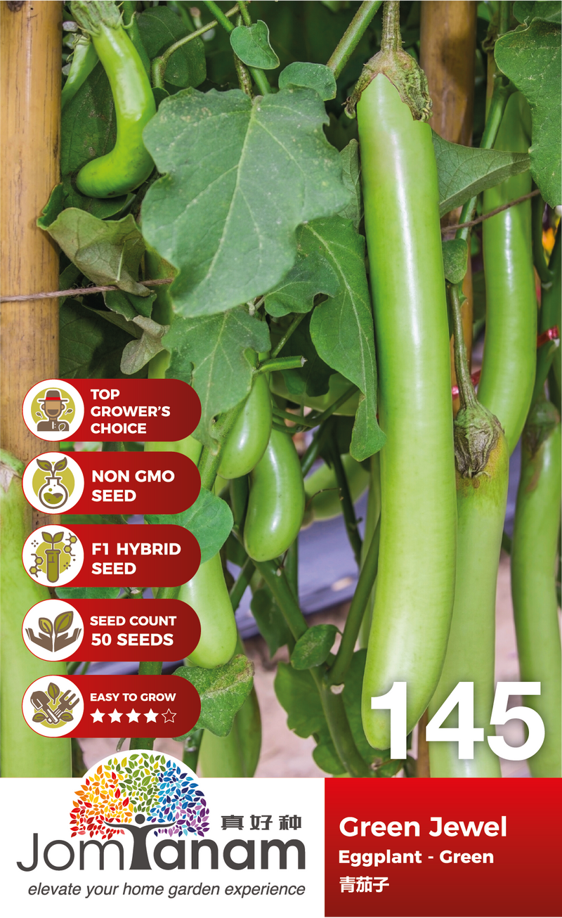 F1 Eggplant Green Green Jewel 145