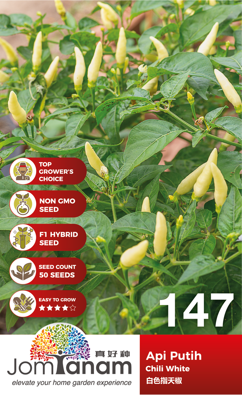 F1 Chili White Api Putih 147