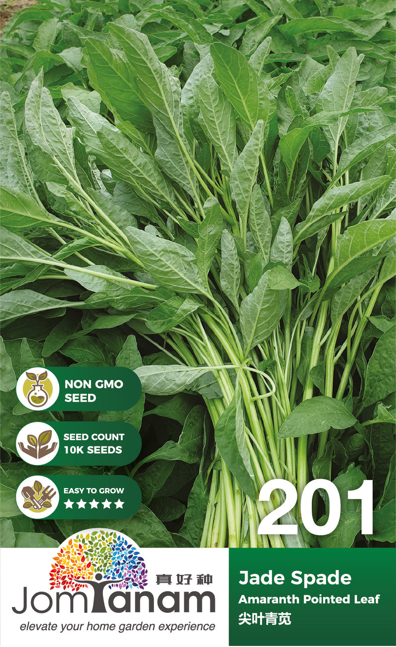 Amaranth Pointed Leaf Jade Spade