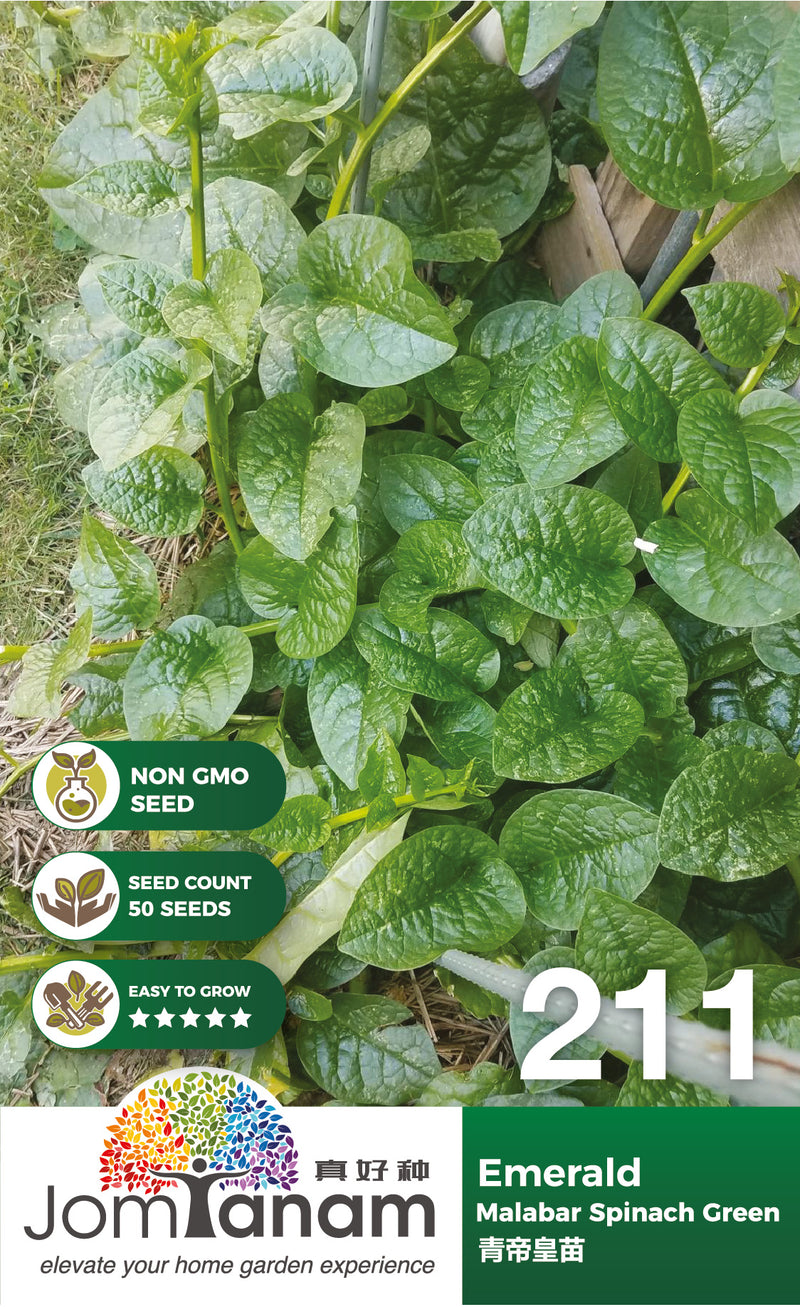 Malabar Spinach Green Emerald
