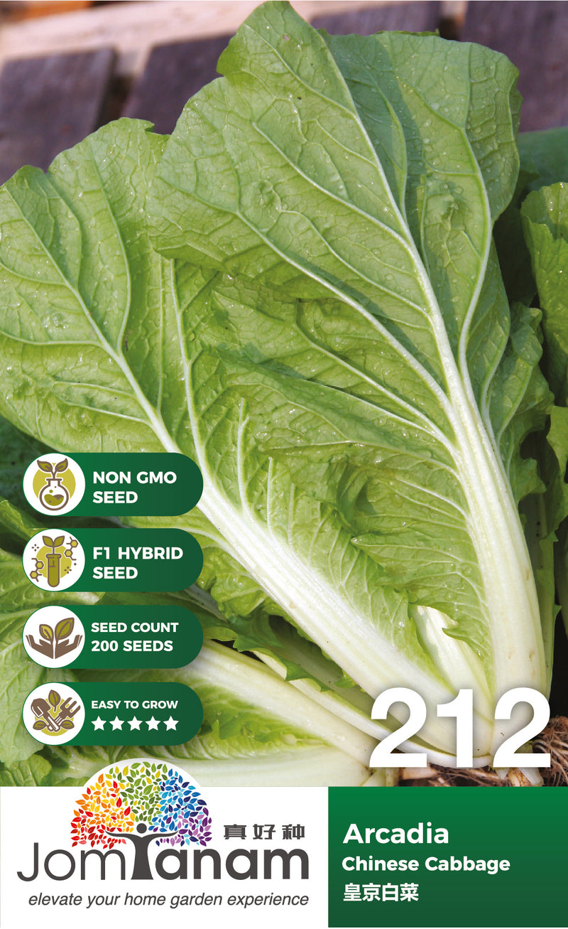 F1 Chinese Cabbage Arcadia