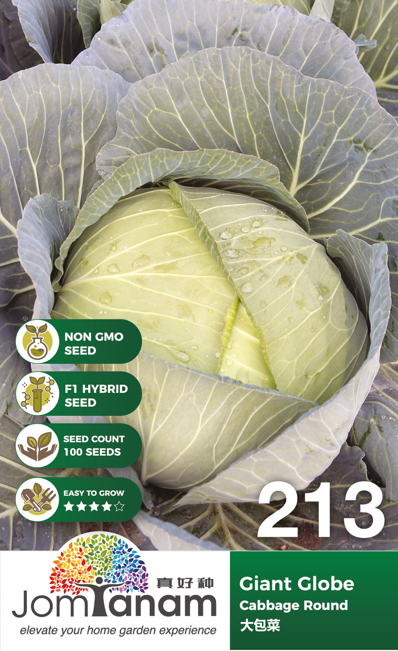 F1 Cabbage Round Giant Cross