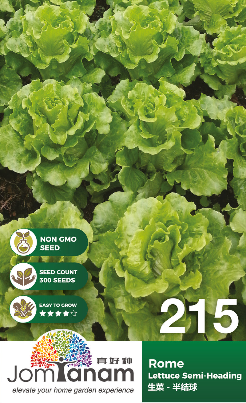 Lettuce Semi Heading Rome
