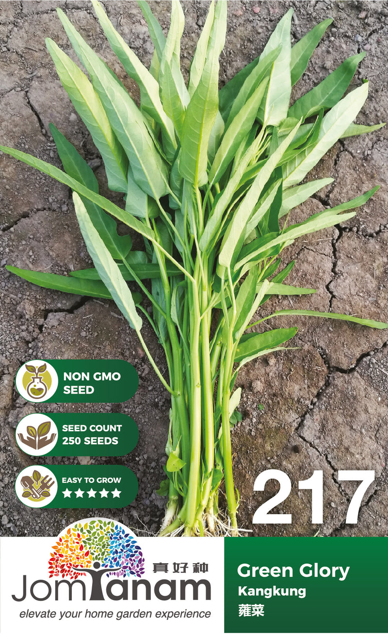 Kangkung Green Glory