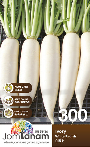 White Radish Ivory - CityFarm Malaysia - The Urban Farming Expert