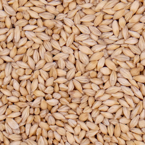 1Kg Unhulled Barley Seeds Whole Grain for Sprouting & Fodder Production - CityFarm Malaysia - The Urban Farming Expert