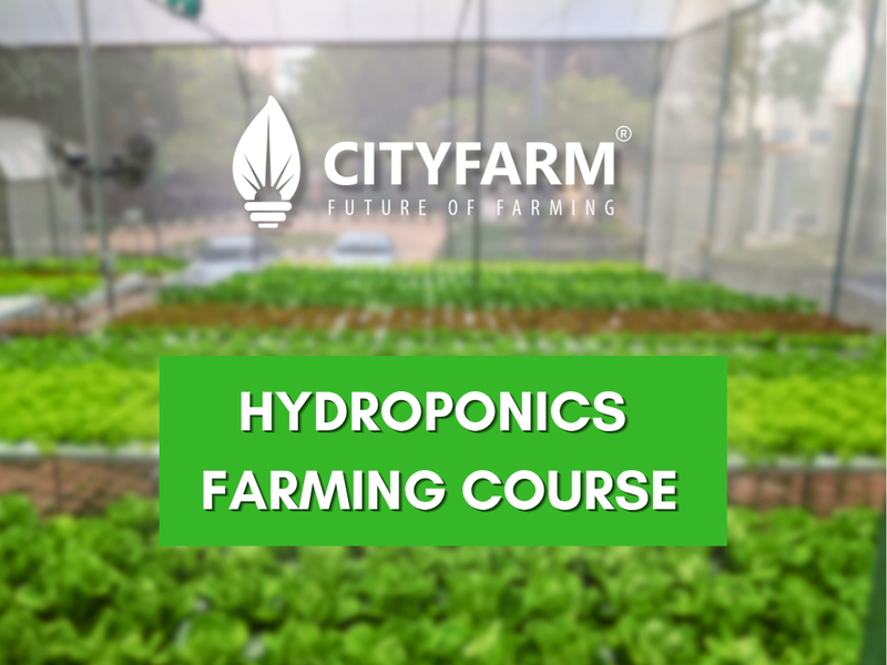 Hydroponics Farming Course with Farm Tour & Farm Set (23rd May 2026)