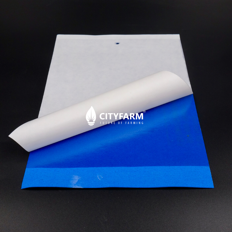 Blue Two Sided Sticky Trap Insect Sticker (Thrips) - CityFarm