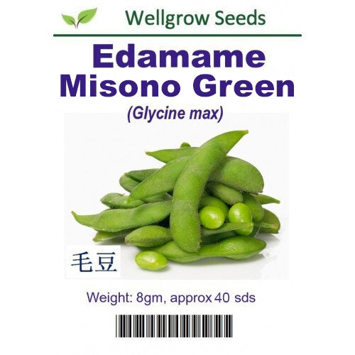 WHT - Edamame Misono Green (40 Seeds) 毛豆