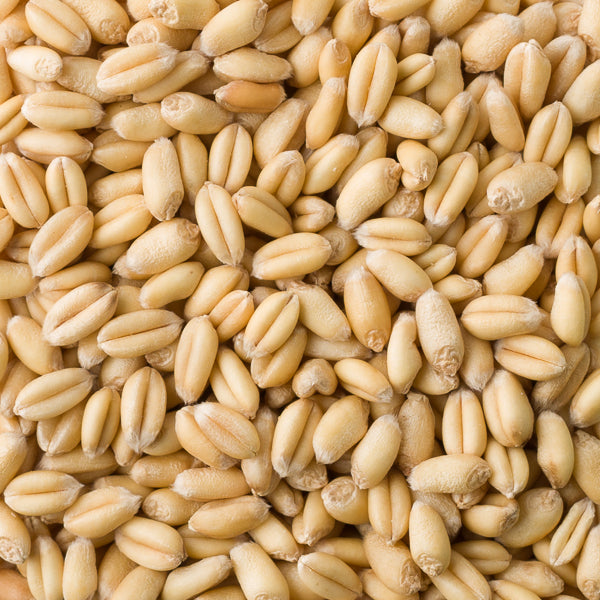 Organic Wheatgrass Seeds 小麦草 1Kg - CityFarm