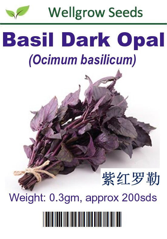 WHT - Basil Dark Opal - CityFarm