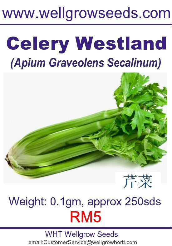 WHT - Celery Westland - CityFarm
