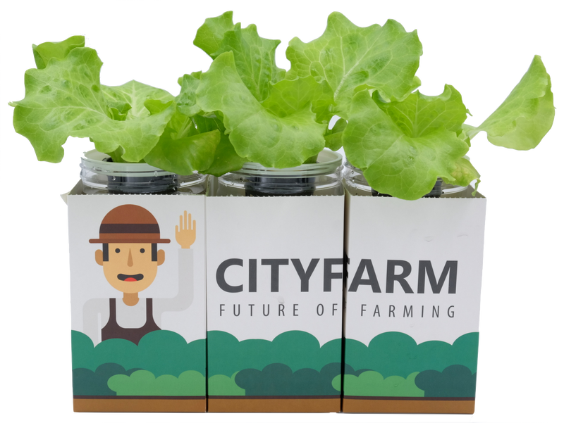 City Window Farm (All Inclusive Beginner Kit) - CityFarm