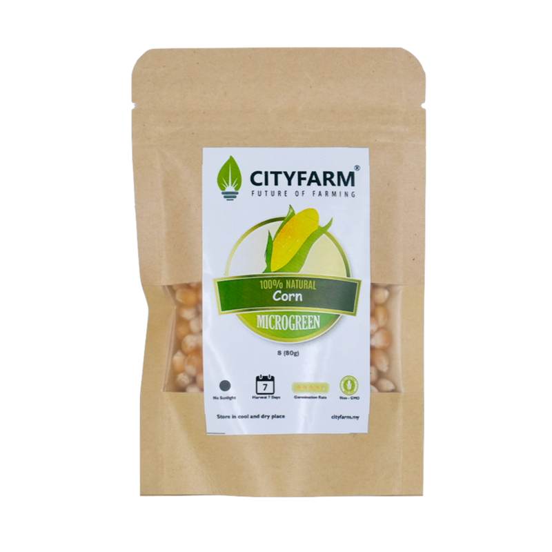 Corn Microgreen Seeds
