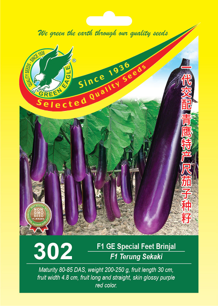 Eggplant / Brinjal