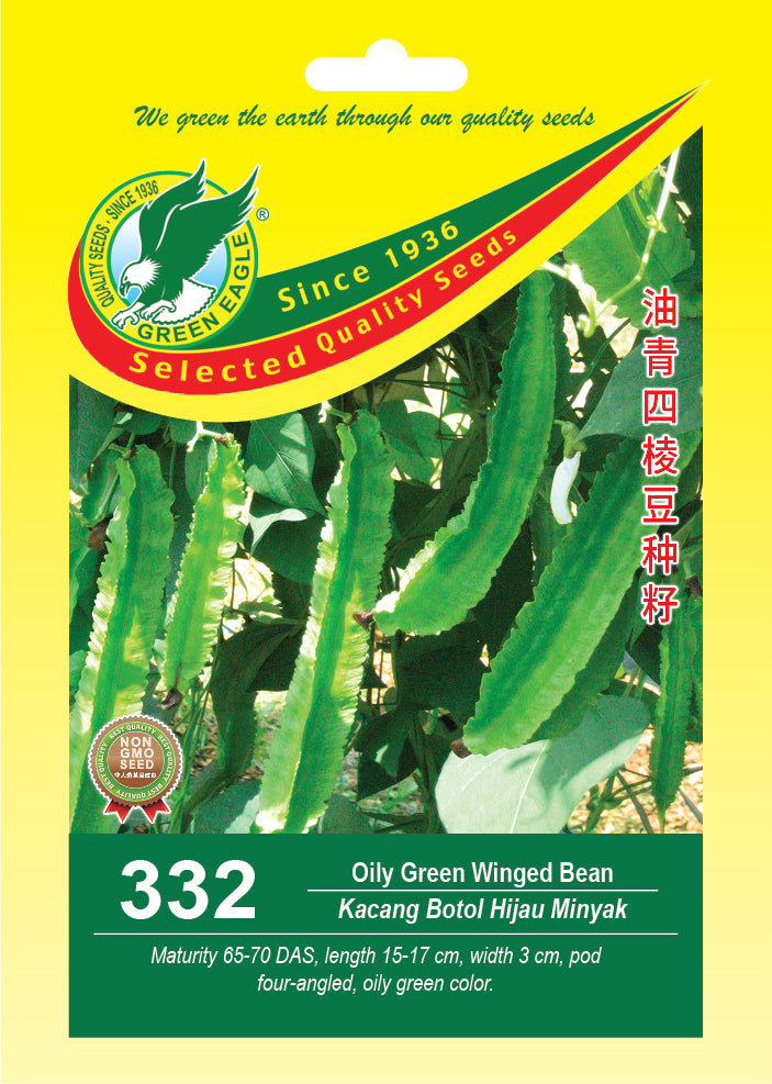 Oily Green Winged Bean