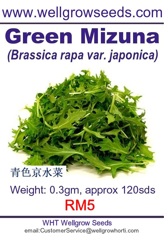 WHT - Green Mizuna - CityFarm