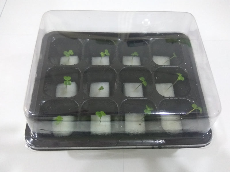 Mini Germination Box (Set of 2) - CityFarm