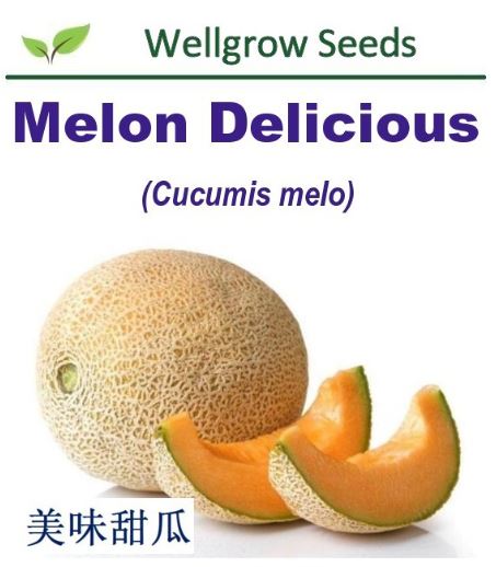 WHT- Melon Delicious (50sds) 美味甜瓜 - CityFarm