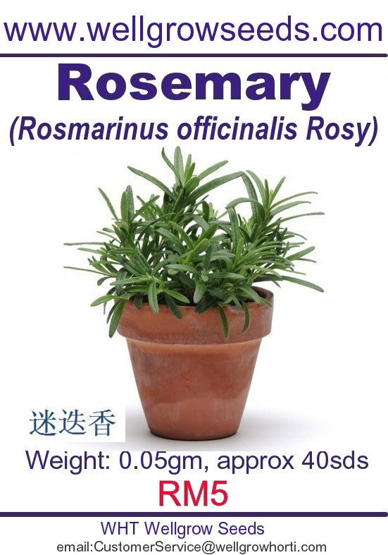 WHT - Rosemary - CityFarm