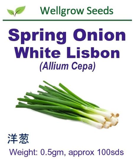WHT- Spring Onion White Lisbon (0.5gm, approx 100sds) 白洋葱 - CityFarm