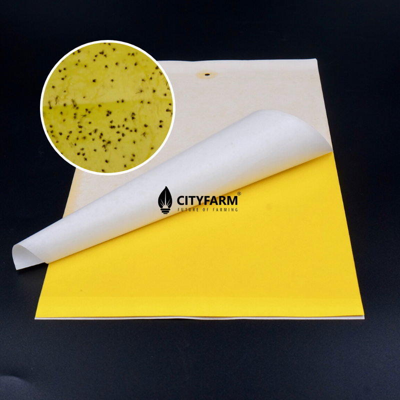 Yellow Two Sided Sticky Trap Insect Sticker (Whiteflies, fungus gnats, shore flies, winged aphids, leafminers, scales) - CityFarm