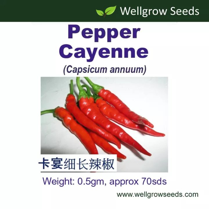 WHT - Pepper Cayenne (0.5gm, approx 70 sds)