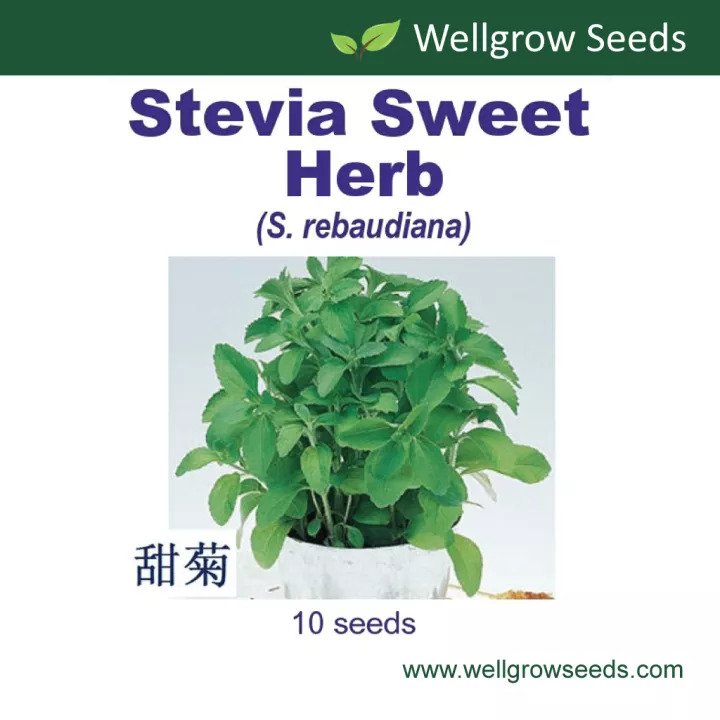 WHT - Stevia Sweet Herb