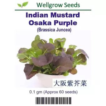 Indian Mustard Osaka Purple Seeds 大阪紫芥菜 (0.1gm, approx. 60 seeds) - CityFarm