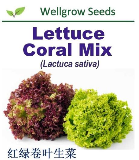 WHT-Lettuce Coral Mix Seeds (1 gm, approx 1000sds) 红绿卷叶生菜 - CityFarm