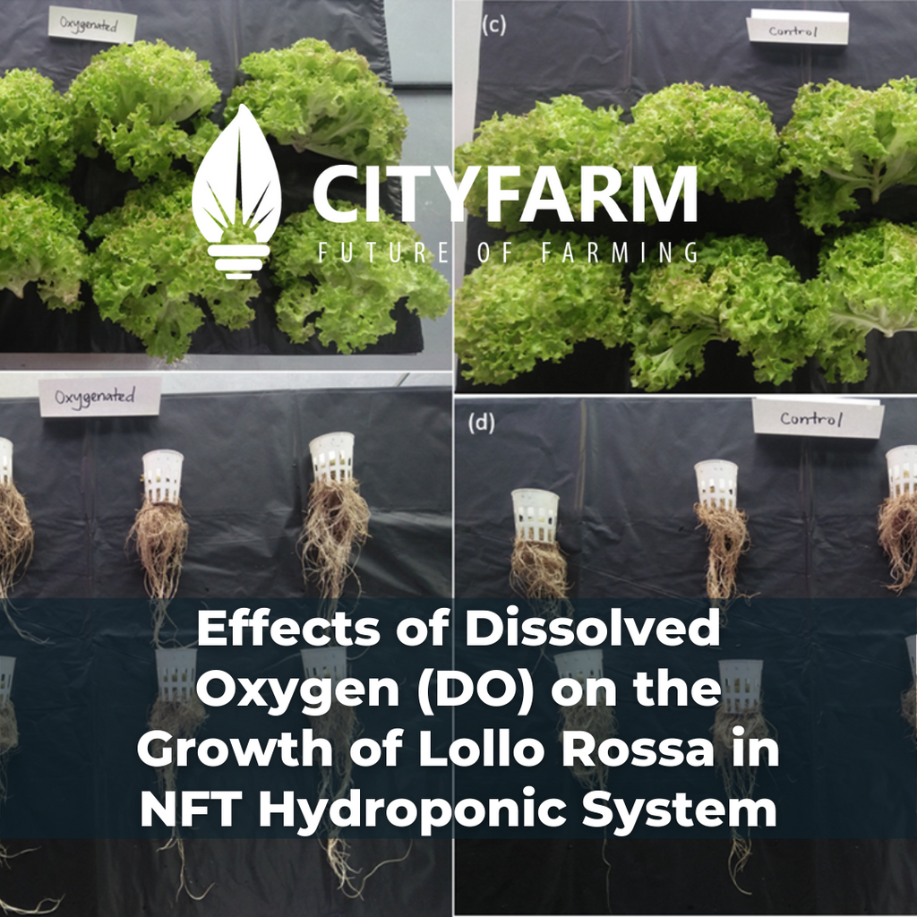 [Research] Effects of Dissolved Oxygen (DO) on the Growth of Lollo Rossa in NFT Hydroponic System