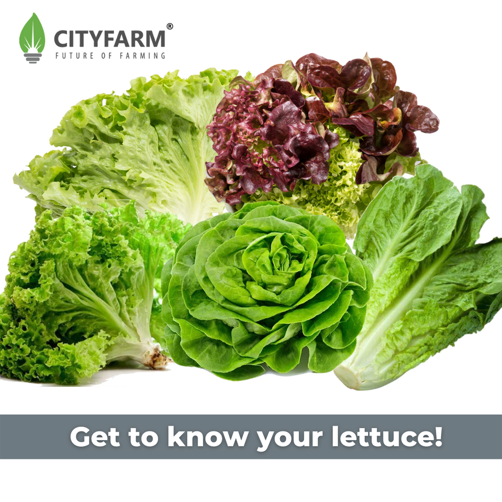 [Article] Get to know your lettuce!