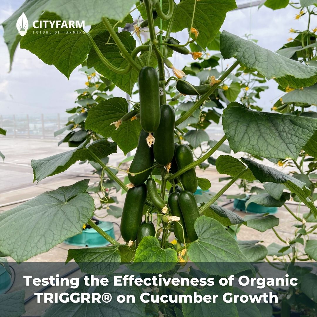 Testing the Effectiveness of Organic TRIGGRR® on Cucumber Growth