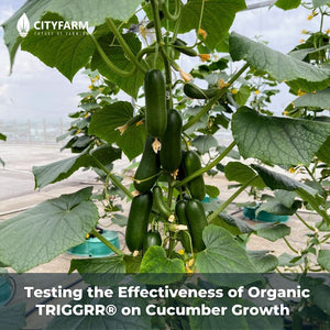 Testing the Effectiveness of Organic TRIGGRR® on Cucumber Growth