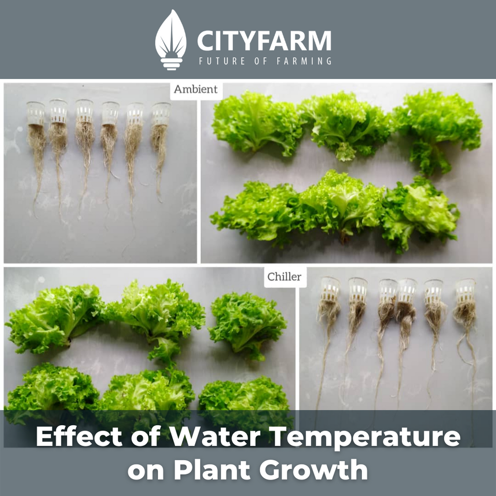 [Research] The Effect of Water Temperature on Plant Growth