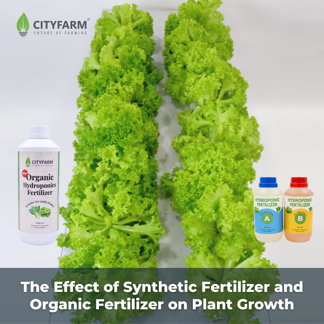 [Research] The Effect of Synthetic Fertilizer and Organic Fertilizer on Plant Growth (Green ribbon)