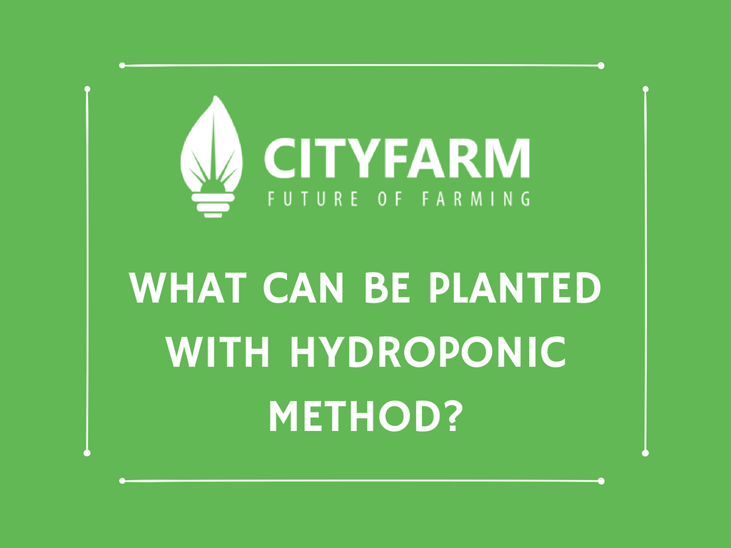 What Can be Planted with Hydroponic Method?