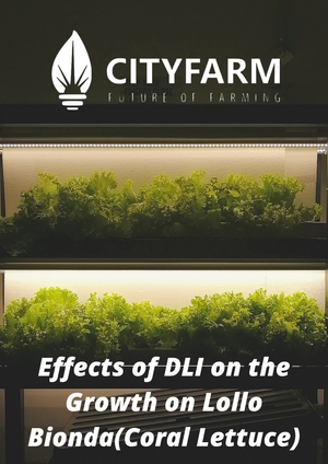 [Research] Effects of DLI on the Growth of Lollo Bionda(Coral Lettuce)