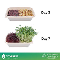 Microgreens Growing Kit with Red Amaranth and Radish
