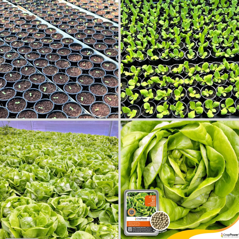 Crop Power Zeta LT800 Butterhead Lettuce Pelleted Seeds (1000 pills)